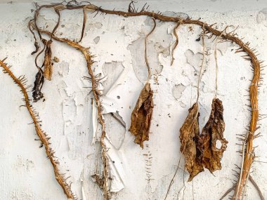 Kuru, kurumuş sarmaşıklar ve yapraklar çatlamış, soyulmuş beyaz bir duvara tutunarak çürüme, terk edilme ve kırsal bir atmosferde zamanın geçişini çağrıştırıyor..