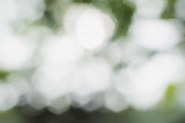 Huzurlu, bulanık bir arka plan parlak, yumuşak bokeh ışıkları, huzurlu ve rüya gibi yeşil bir ortam yaratıyor..