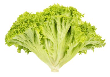 Beyaz arka planda yeşil marul. Boşluğu kopyala