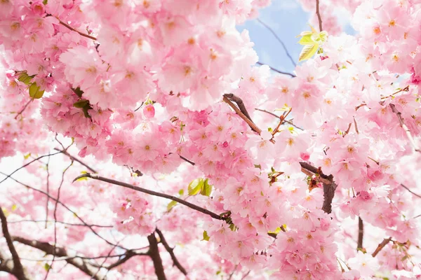 Rosafarbene Kirschbäume Blühen Bei Strahlendem Sonnenschein Schöne Rote Blume Viel — Stockfoto