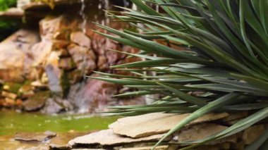 Yucca fabrikası bahçeye yakın çekim ve dekoratif şelale. Peyzaj tasarımı.