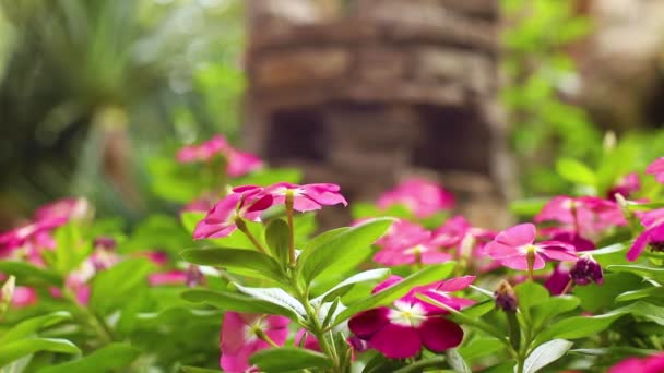 ピンクのペリウィンクルやカタランサスが多い 花の庭 キャタランサスのバラ マダガスカルのペリウィンクル ビンカ 古いメイド カイエンジャスミン ローズペリウィンクル ピンクの小さな花を閉じます — ストック動画