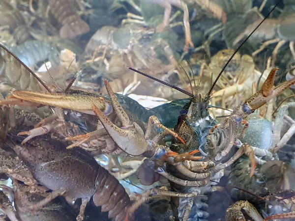 在水族馆 超市或水族馆里有很多带爪的活的小龙虾 宏观射击 有选择的重点 — 图库照片