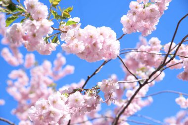 Mavi gökyüzünde pembe sakura çiçeği. Güzel çiçek arkaplan dokusu, bahar zamanı.