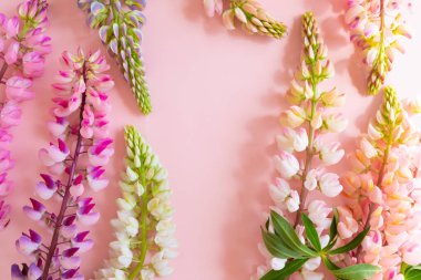 Pembe arka planda beyaz ve pembe lupinler. Çiçek çerçevesinin üst manzarası, düz yaz manzarası. Metnin için alanı kopyala. Kozmetik ürünleri reklam arkaplanı. Ürün ambalajını göstermek için boş yer.