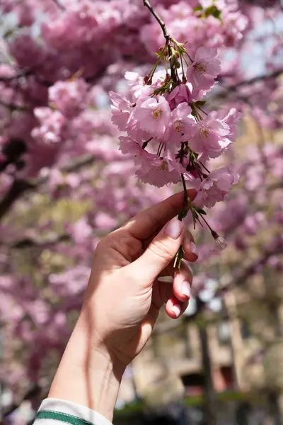 Kaukasische Junge Frauenhand Mit Rosa Maniküre Und Blütenzweig Kirschsakura Vertikales — Stockfoto