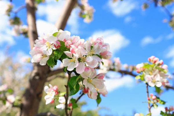 Weiß Rosa Blüten Der Apfelbaumsorte Bashkirskiy Krasavets Bashkir Stattlich Blauen — Stockfoto
