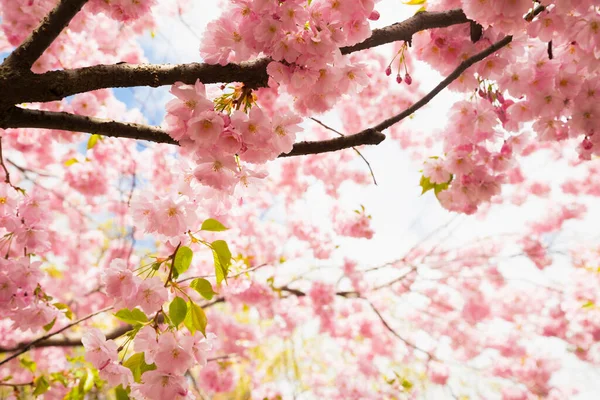 Rosafarbene Kirschbäume Blühen Bei Strahlendem Sonnenschein Schöne Rote Blume Viel — Stockfoto