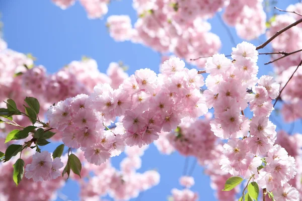 Pinkfarbene Sakura Blüten Blauen Himmel Kirschbaumblüte Schöne Hintergrundtextur Frühling — Stockfoto
