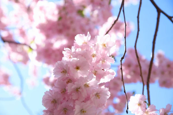 Pinkfarbene Sakura Blühen Blauen Himmel Schöne Hintergrundtextur Nahaufnahme — Stockfoto