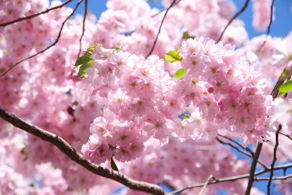 Pinkfarbene Sakura Blühen Blauen Himmel Schöne Hintergrundtextur Frühling — Stockfoto