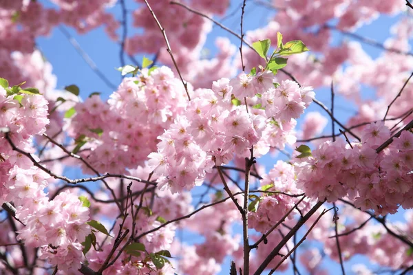 Fiore Sakura Rosa Cielo Blu Fiori Ciliegio Kawazu Giardino Piena — Foto Stock
