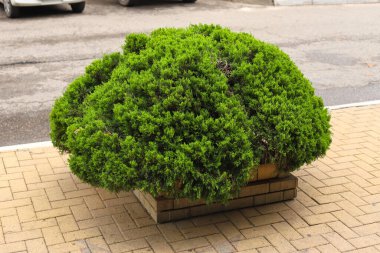 Thuja çalıları ve sarı fayanslar. Cüce thuja, arborvitae 'nin düşüşü. Şehrin yeşillenmesi, sıradan iniş, peyzaj tasarımı öğesi, yakın plan, ön manzara.