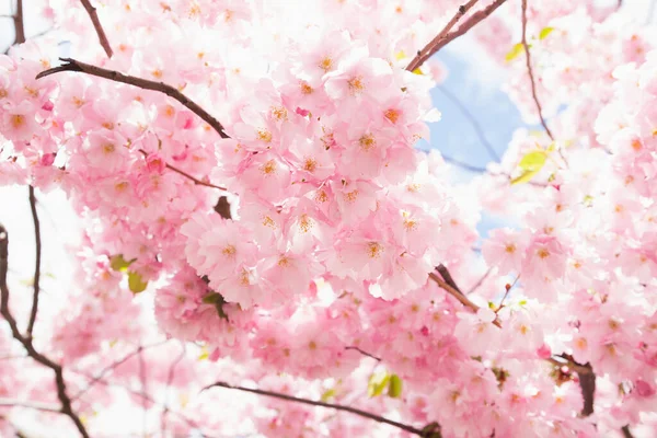 Sakura Cerezo Rosa Florece Bajo Sol Brillante Hermosa Flor Mucho — Foto de Stock