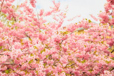Pembe kiraz ağacı sakura çiçeği arka plan dokusu tam kare, bahar zamanı. Çok güzel kırmızı bir çiçek. Seçici odak
