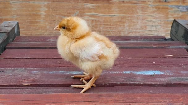 Gul Baby Kyckling Kyckling Avföring Ögonhöjd Gamla Trä Styrelser Textur — Stockvideo