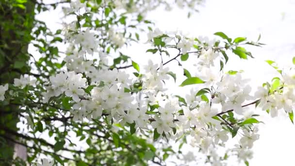 Μηλιά Ανθίζει Την Ηλιόλουστη Μέρα Κίνηση Κλαδιών Λευκά Άνθη Από — Αρχείο Βίντεο