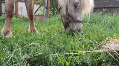 Kahverengi midilli yeşil otları yiyor. Yakın çekim.