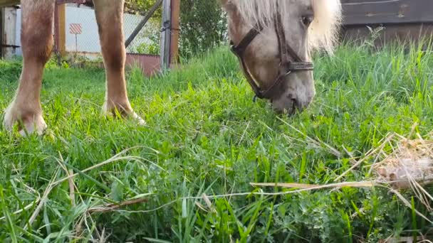 Brown Gray Pony Eats Green Grass Pokes His Face Nose — Stock Video