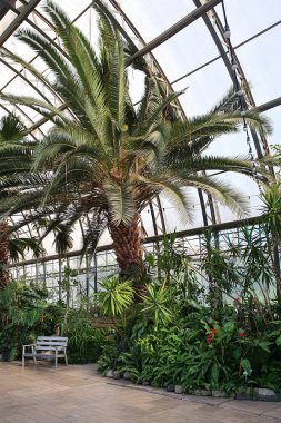 Tropik bitkiler, palmiye ağaçları ve botanik bahçesinde bank. Botanik bahçesinin çatısı ve yapısı.