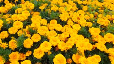 Sarı kadife çiçekleri yaz bahçesinde rüzgarda sallanıyor. Üst görünüm, arkaplan ve doku.