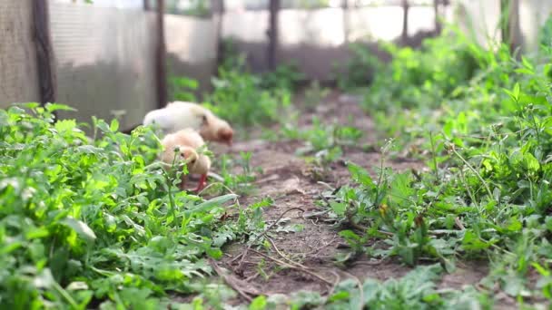 Three Little Chicken Chicks Hen Walk Peck Green Grass Greenhouse — Video