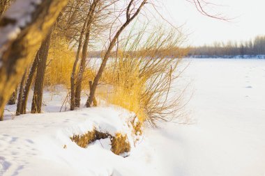 Trees and dry yellow grass on snow covered shore of lake. Snow and dry reeds. Selective focus