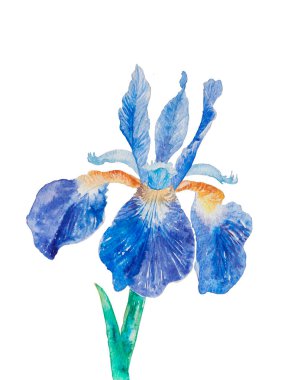 Blue watercolor iris flower isolated on white background
