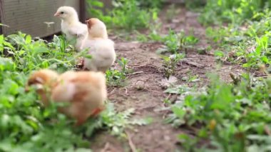 Three little chicken chicks hen walk and peck green grass in greenhouse in spring. Small yelloy white domestic farm chicken chicks. camera at eye level. Selective focus