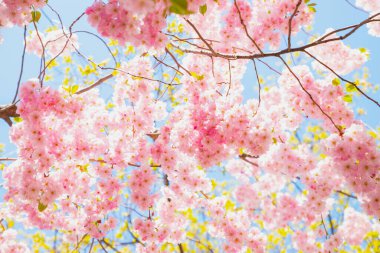 Pink Cherry blossom on blue sky full frame, view from below. Sakura cherry tree flowers a lot, spring texture background in sunlight