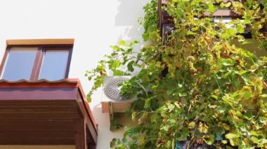 Grapes on balcony of second floor and working air conditioner. Man's hand harvests bunches of grapes