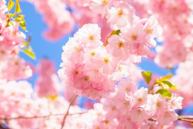 Pink Cherry blossom on blue sky full frame. Sakura cherry tree flowers a lot, spring texture background in sunlight