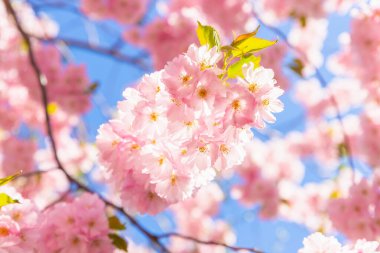 Pink Cherry tree sakura blossom in bright sunshine on blue sky. Close-up. Beautiful flower a lot, background texture full frame, spring time. Selective focus