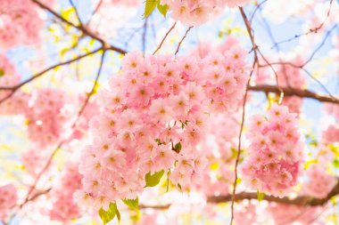 Pink Cherry blossom full frame. Sakura cherry tree flowers a lot on blue sky. Spring summer texture background in sunlight. Tokyo, Japan