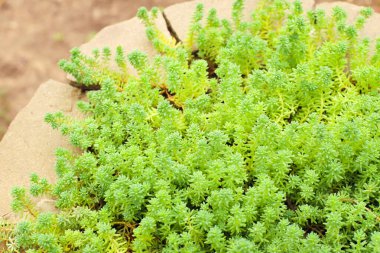 stonecrop sedum texture background and stone. small green succulent plants a lot. top view, full frame