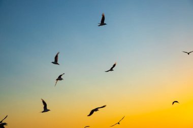 flying seagulls in yellow blue sunset sky. Birds silhouette, defocused photo
