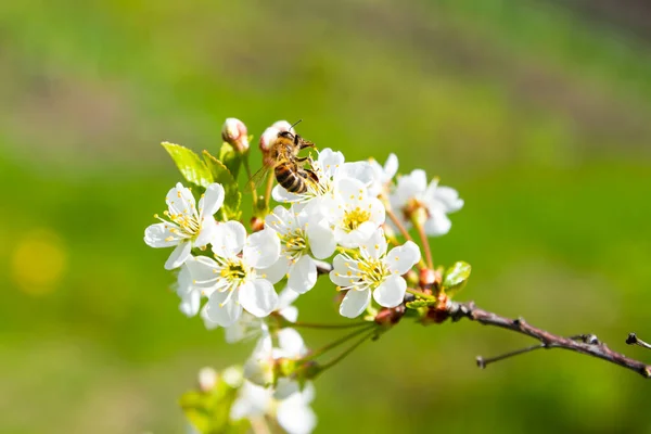 Weiße Kirschblüte Kirschblütenzweig Nahaufnahme Honigbiene Auf Grünem Hintergrund Frühlingshafter Selektiver — Stockfoto