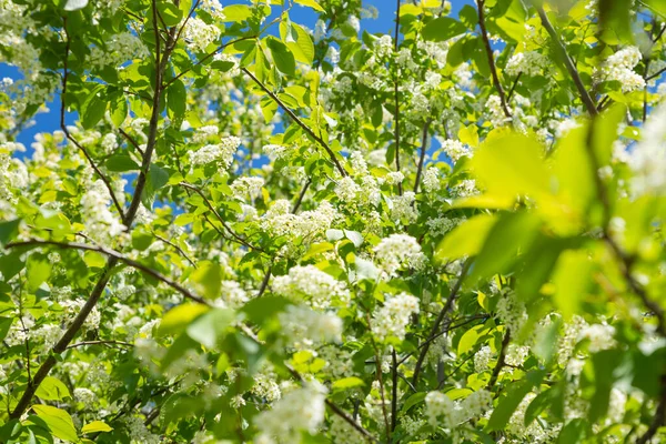 Weiße Vogelkirschblüten Blühen Und Grüne Blätter Sonnenlicht Voller Rahmen Selektiver — Stockfoto