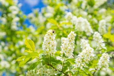 Beyaz kuş kiraz çiçekleri, çiçekli arı, güneş ışığında yeşil yapraklar. Mavi gökyüzünde kiraz ağacından beyaz çiçekler. Tam çerçeve, seçici odak.
