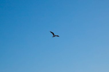 Bir martı mavi gökyüzünde uçar. Kuş silueti, odaklı olmayan fotoğraf
