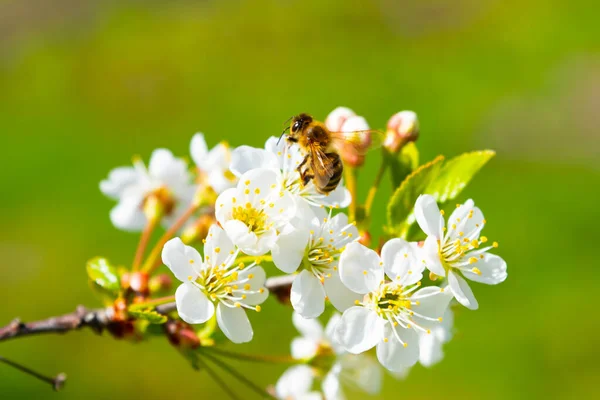 Honigbiene Auf Weißer Kirschblüte Kirschblütenzweig Großaufnahme Auf Grünem Hintergrund Frühlingshafter — Stockfoto