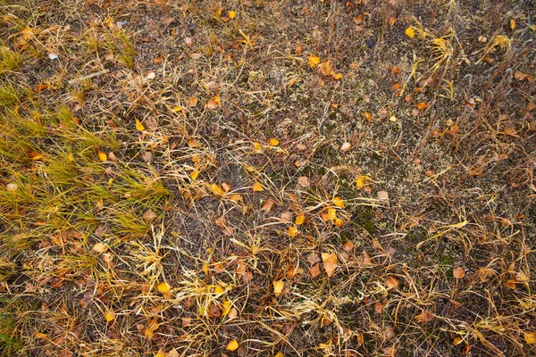 Autumn Yellow Brown Grass Dry Birch Leaves Full Frame Texture — Stock Photo, Image