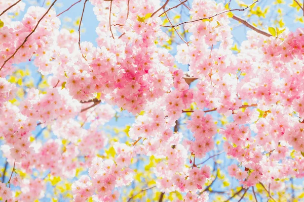 Rosafarbene Kirschbäume Blühen Bei Strahlendem Sonnenschein Schöne Blume Viel Hintergrund — Stockfoto