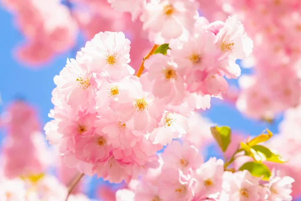 Pembe Kiraz Ağacı Sakura Yakın Plan Mavi Gökyüzünde Gün Işığında - Stok İmaj