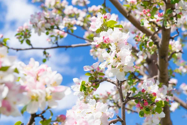 Blühender Apfelbaum Weiße Rosa Blüten Des Apfelbaums Blauen Himmel Biene — Stockfoto