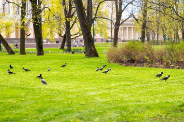 Corvus Cornix, gri siyah karga kuşları parktaki yeşil çimlerde çokça