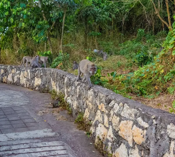 Uluwatu Maymun Ormanı, Badung, Bali, Endonezya 'da çok az maymun var.