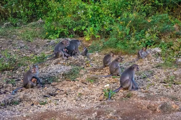 Uluwatu Maymun Ormanı, Badung, Bali, Endonezya 'da çok az maymun var.
