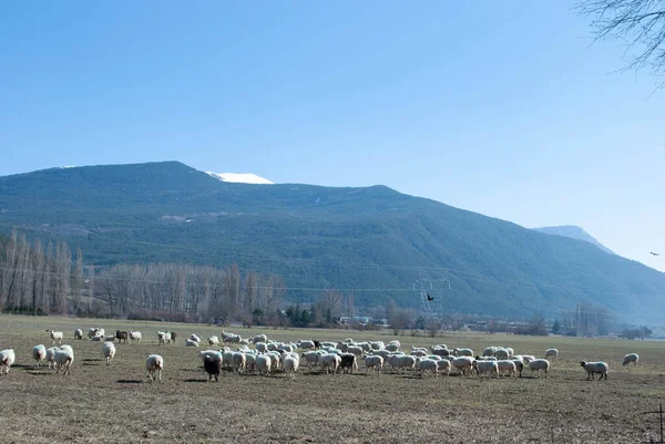 Пасут Овец Горах — стоковое фото