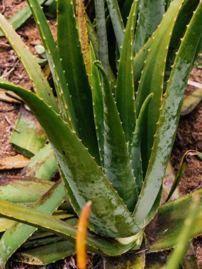 Aloe Vera taze yaprak, çiftlik bahçesinde doğal arka plan, çiftlik. Kozmetik malzemeleri için Aloe Vera, çiftçi.